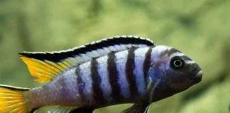 poisson Pseudotropheus elongatus