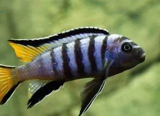 poisson Pseudotropheus elongatus