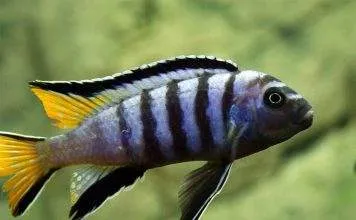 Fiche du poisson Pseudotropheus elongatus poisson Pseudotropheus elongatus