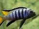 poisson Pseudotropheus elongatus