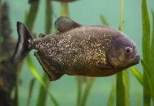 Fiche du poisson Pygocentrus nattereri poisson Pygocentrus nattereri