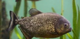 poisson Pygocentrus nattereri