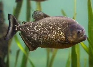 Fiche du poisson Pygocentrus nattereri poisson Pygocentrus nattereri