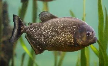 Fiche du poisson Pygocentrus nattereri poisson Pygocentrus nattereri