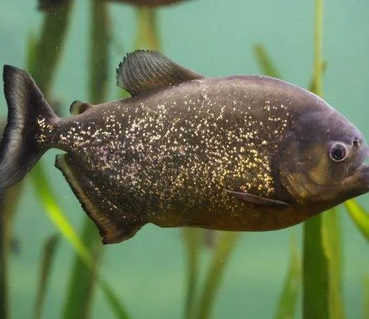 poisson Pygocentrus nattereri