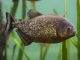 Fiche du poisson Pygocentrus nattereri poisson Pygocentrus nattereri