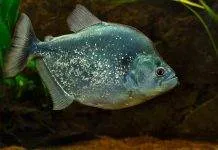 Fiche du poisson Serrasalmus geryi poisson Serrasalmus geryi