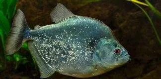 poisson Serrasalmus geryi