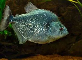 Fiche du poisson Serrasalmus geryi poisson Serrasalmus geryi