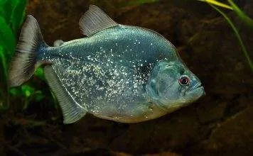 Fiche du poisson Serrasalmus geryi poisson Serrasalmus geryi