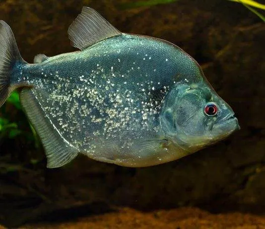 poisson Serrasalmus geryi