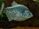 Fiche du poisson Serrasalmus geryi poisson Serrasalmus geryi