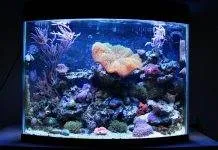 Réalisation d'un bac récifal de type Nanorécif