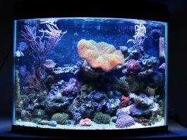 Réalisation d'un bac récifal de type Nanorécif