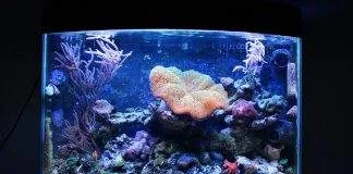 Réalisation d'un bac récifal de type Nanorécif
