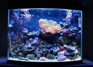 Réalisation d'un bac récifal de type Nanorécif