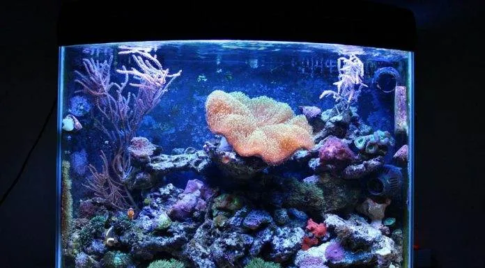 Réalisation d'un bac récifal de type Nanorécif