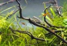 le permanganate de potassium dans l’aquarium le permanganate de potassium dans l’aquarium