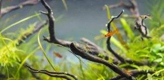 le permanganate de potassium dans l’aquarium