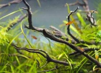 le permanganate de potassium dans l’aquarium