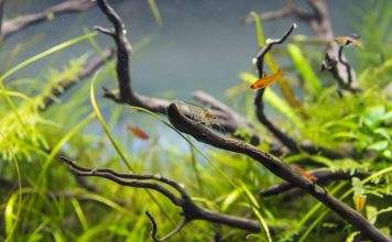le permanganate de potassium dans l’aquarium