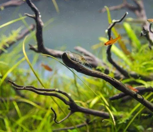 le permanganate de potassium dans l’aquarium