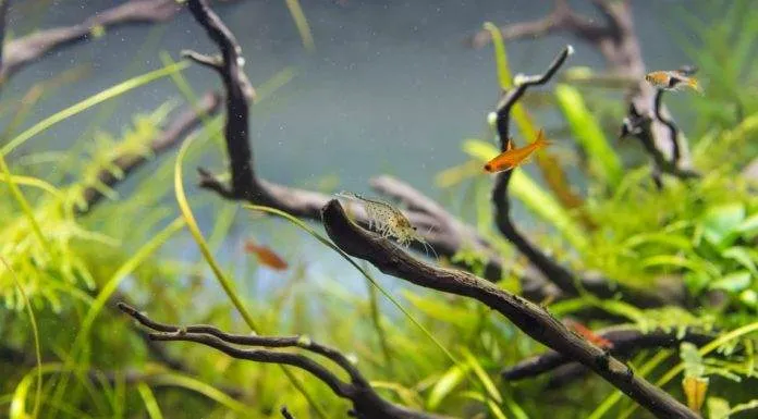 le permanganate de potassium dans l’aquarium le permanganate de potassium dans l’aquarium