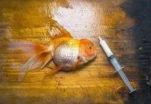 Comment éviter les maladies chez les poissons d’aquarium Comment éviter les maladies chez les poissons d'aquarium