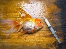 Comment éviter les maladies chez les poissons d'aquarium