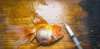 Comment éviter les maladies chez les poissons d'aquarium