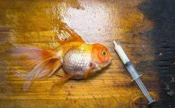 Comment éviter les maladies chez les poissons d'aquarium