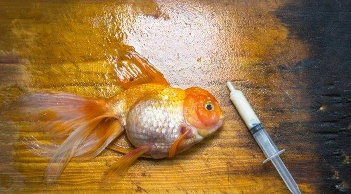 Comment éviter les maladies chez les poissons d'aquarium