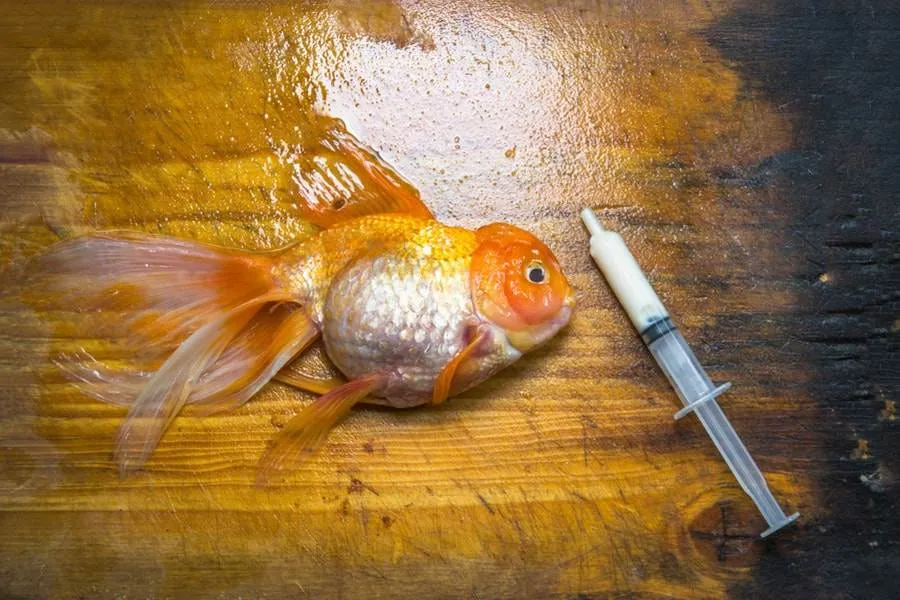 Comment éviter les maladies chez les poissons d'aquarium