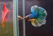 Les différents formes et couleurs de poissons Combattants