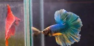 Les différents formes et couleurs de poissons Combattants