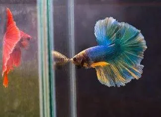 Les différents formes et couleurs de poissons Combattants