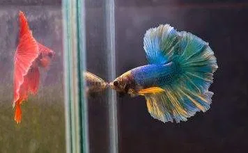 Les différents formes et couleurs de poissons Combattants