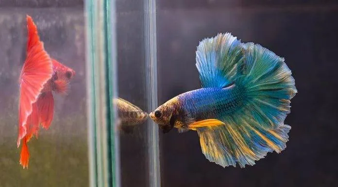 Les différents formes et couleurs de poissons Combattants