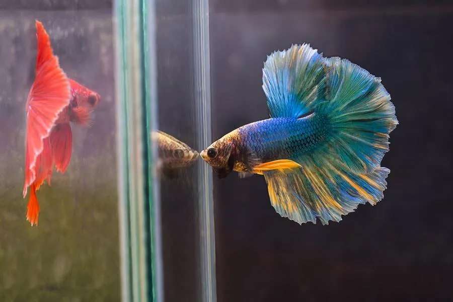 Les différents formes et couleurs de poissons Combattants Les différents formes et couleurs de poissons Combattants