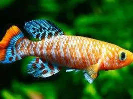 Maintenance et reproduction des Killies