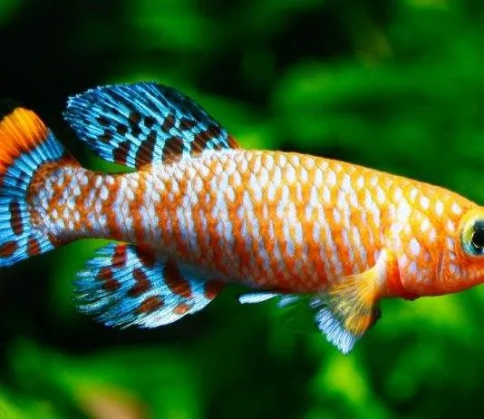 Maintenance et reproduction des Killies