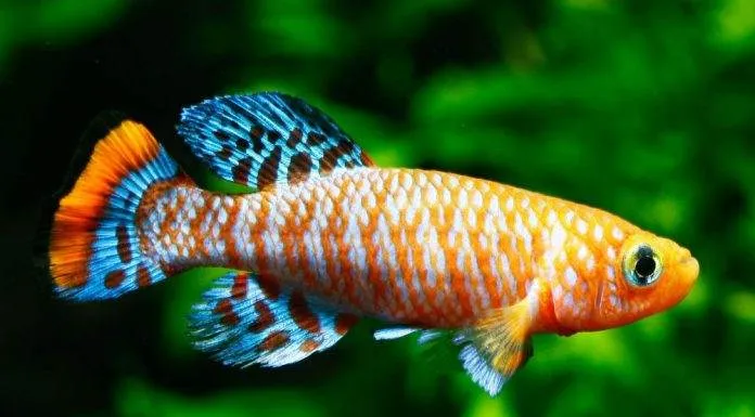 Maintenance et reproduction des Killies