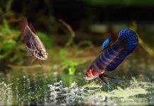 L’élevage de vers grindal pour nourrir les poissons Nourriture vivante poisson vers grindal