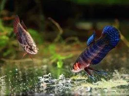 Nourriture vivante poisson vers grindal