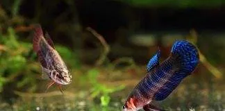 Nourriture vivante poisson vers grindal