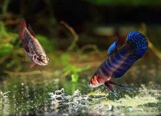 Nourriture vivante poisson vers grindal