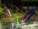 Nourriture vivante poisson vers grindal