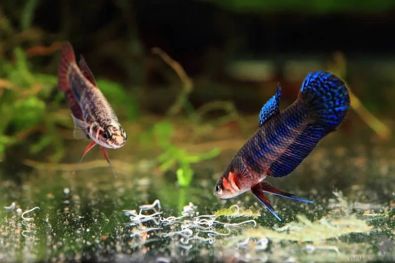 Nourriture vivante poisson vers grindal