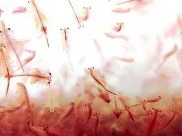 accélérer l'éclosion des nauplies d'artémia