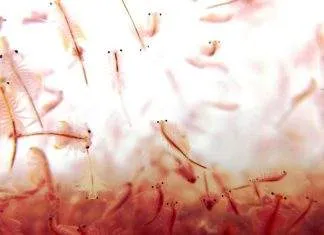 accélérer l'éclosion des nauplies d'artémia